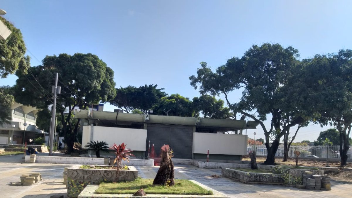 Árboles de la Facultad de Arquitectura fueron talados.