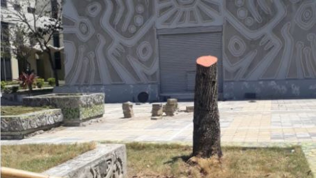 Así lucen los árboles de la Facultad de Arquitectura hoy, luego de una tala  indiscriminada que no  halla culpables.