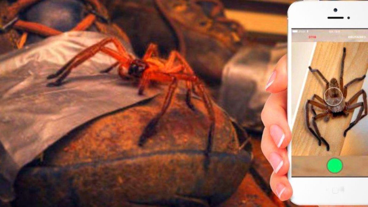 Los creadores de Critterpedia esperan salvar vidas y educar con esta app.