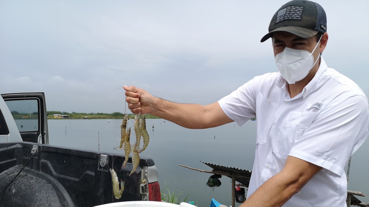 Ecuador sigue exportando camarón.