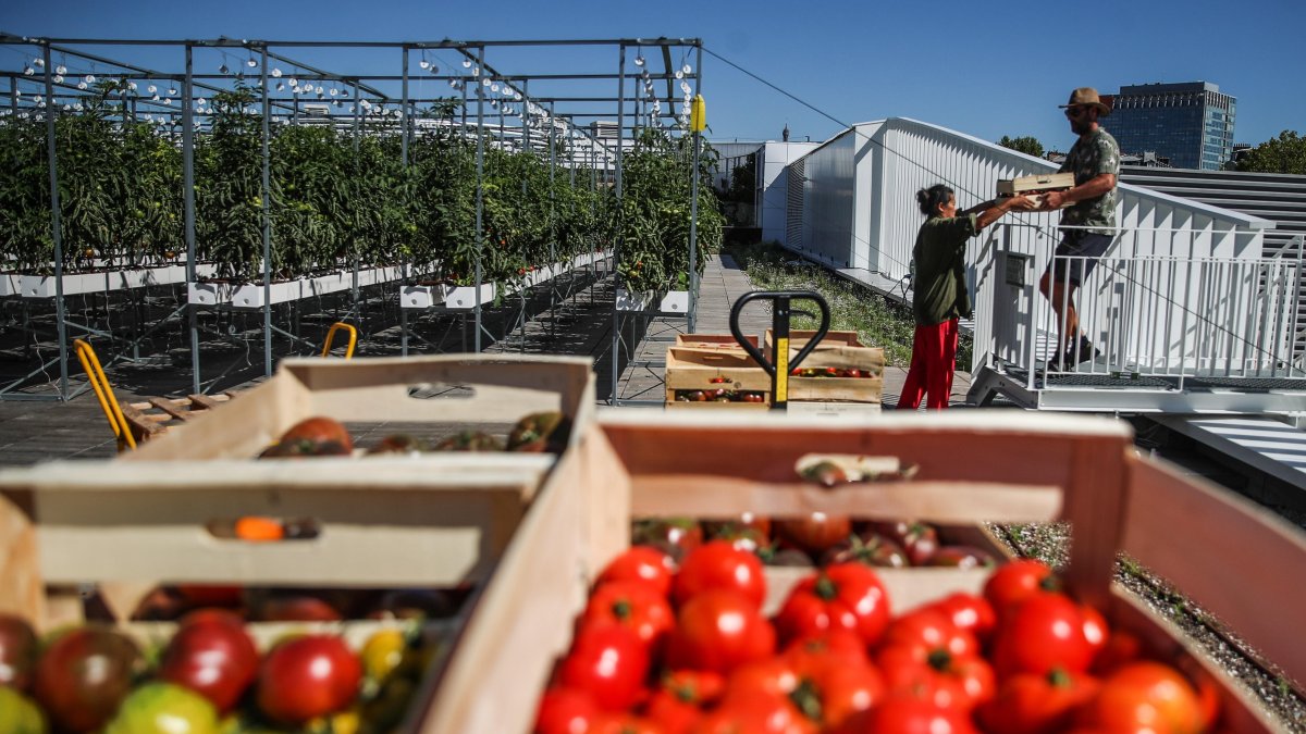 PARIS. Dos trabajadores mueven cajas de tomates en la azotea del pabellón 6 del recinto ferial de esta capital europea.