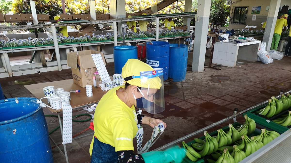 El sector bananero aumentó sus exportaciones tanto en volumen como en valores.