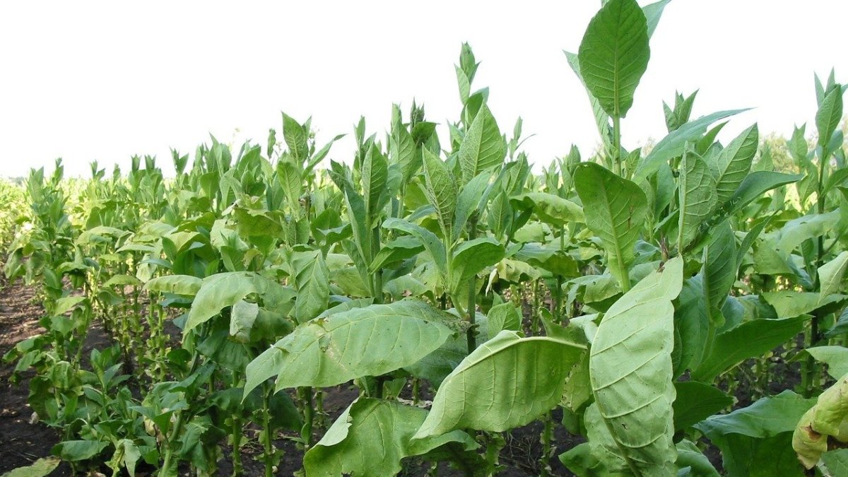 El estudio aplicado a los cultivos de tabaco se podría extender a la soja y el arroz.