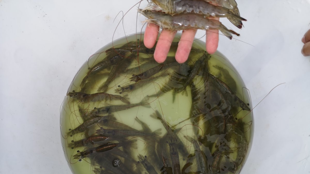 La calidad del camarón ecuatoriano es superior.