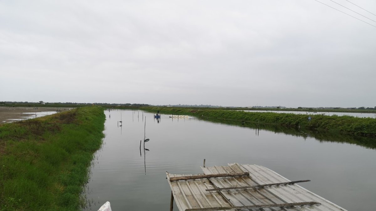 Muchas piscinas camaroneras fueron cerradas por los bajos precios.
