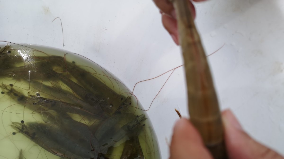 El camarón es el principal producto de exportación