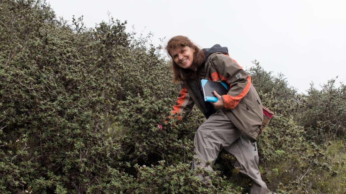 Katya Romoleroux en una investigación de campo en un bosque de la especie Polylepis, un tipo de arbusto de la zona alta andina del Ecuador.