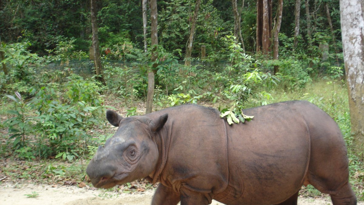 Rinoceronte de Sumatra en el Sumatran Rhino Sanctuary en Lampung, Indonesia.