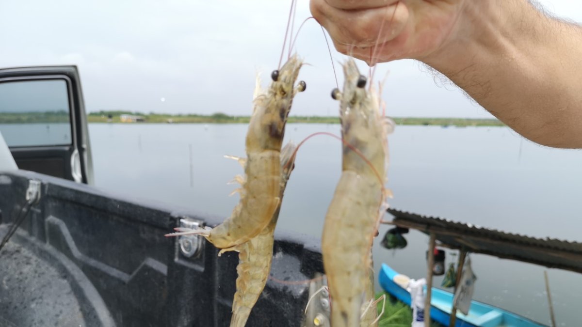 El camarón está afectado por los bajos precios.