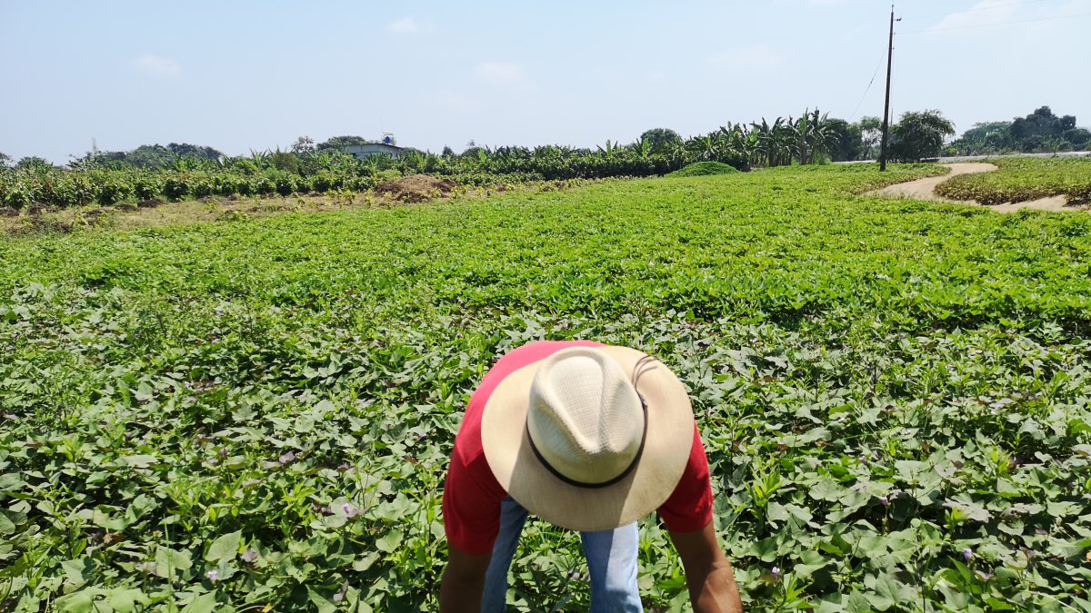 Producción. Pablo Villamar y Fernando Romero tienen conocimientos ancestrales del camote.