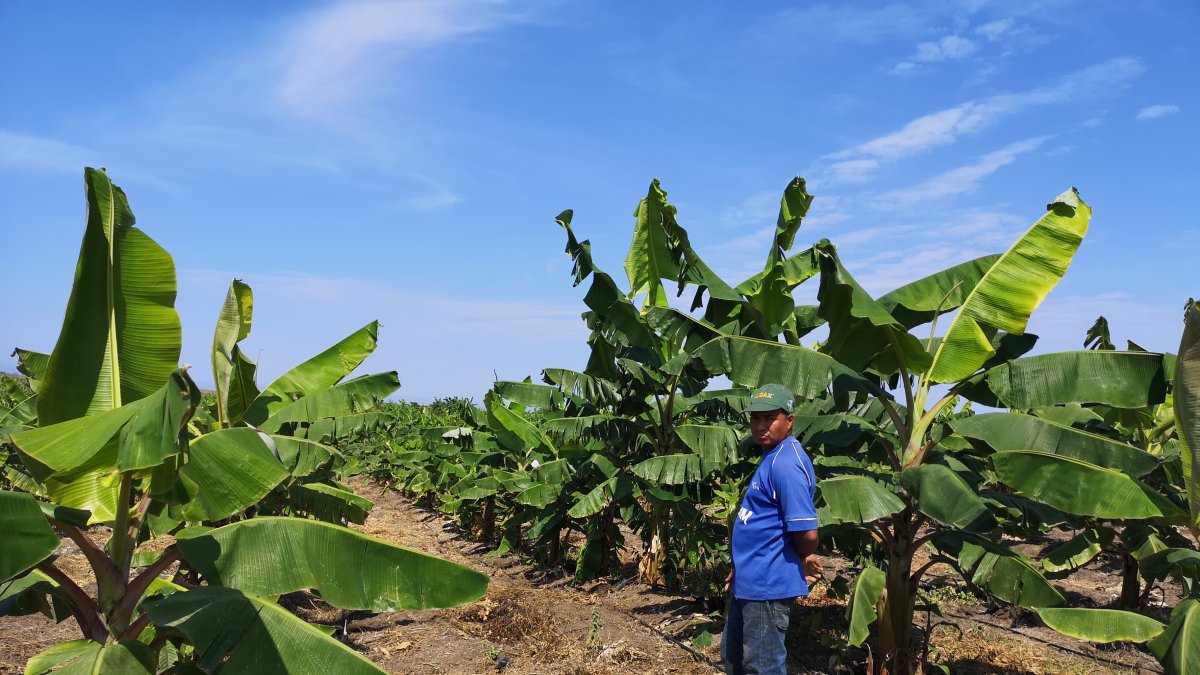 Ecuador exporta entre 130 a 200 contenedores cada semana.