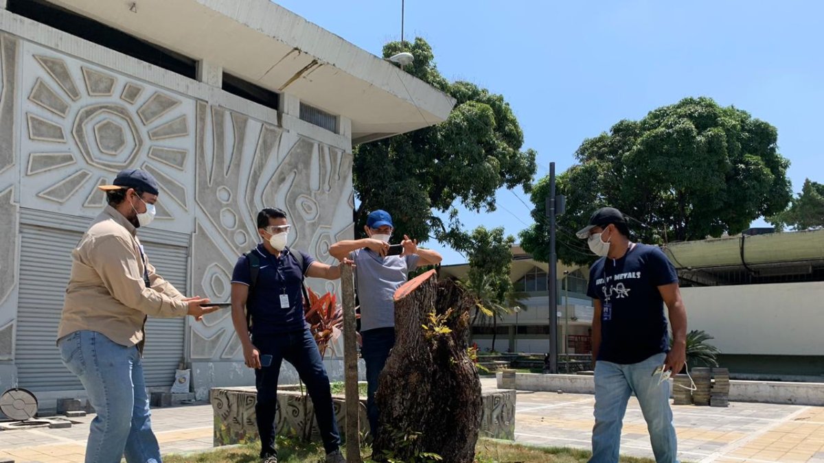 El Municipio realizó un expediente administrativo por la tala de árboles en la Universidad de Guayaquil.