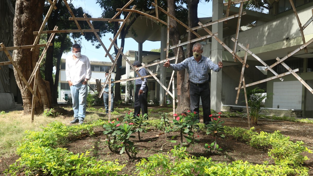 En la facultad de Arquitectura se están sembrando plantas en cuatro jardineras, para remediar el daño causado por la tala de árboles.