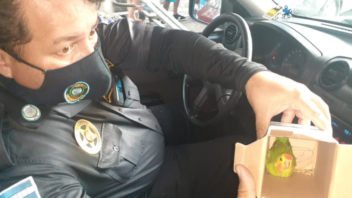 Hecho. En esa caja fue encontrado el loro, el pasado martes en las calles de la ciudad.