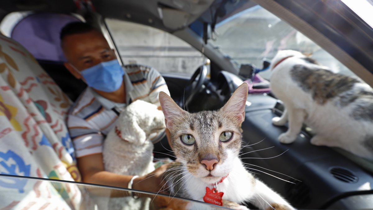 Luego de movilizar a sus mascotas, Sonny aspira el interior del auto, lo desinfecta y aromatiza.
