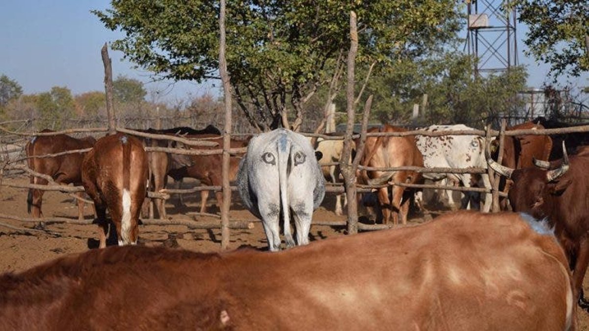 La idea de recurrir a los ojos pintados como medida disuasoria se debe a que los depredadores de emboscada suelen atacar cuando creen que no están siendo vistos.