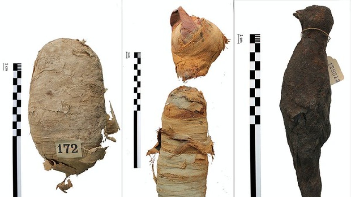 Las tres momias de animales.