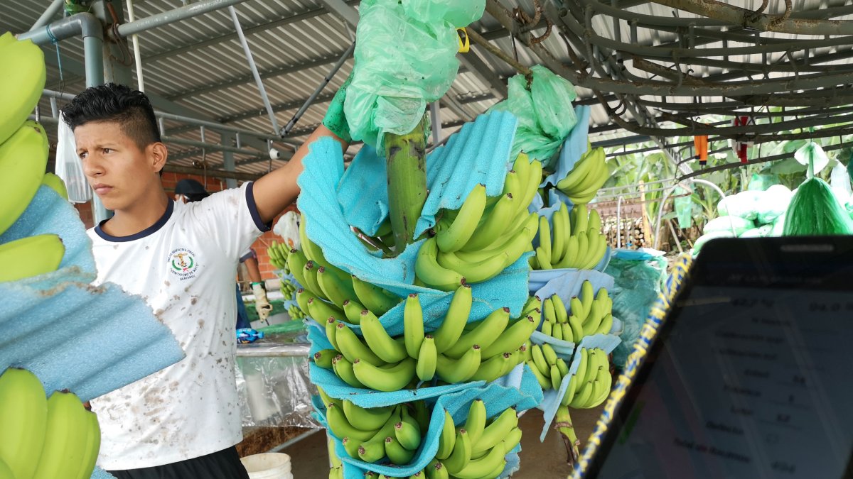 El cultivo ayuda al agricultor a tener ingresos mientras este se desarrolla. El precio depende de la época y se lo vende en el mercado interno.