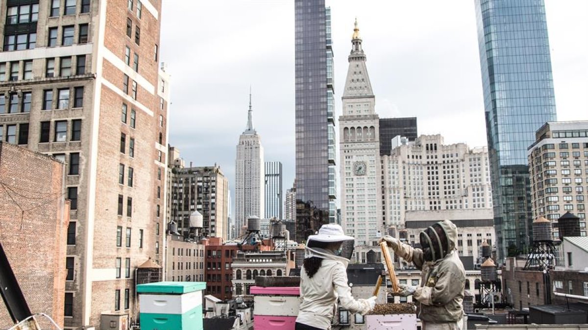 Apicultura en el corazón de Nueva York.