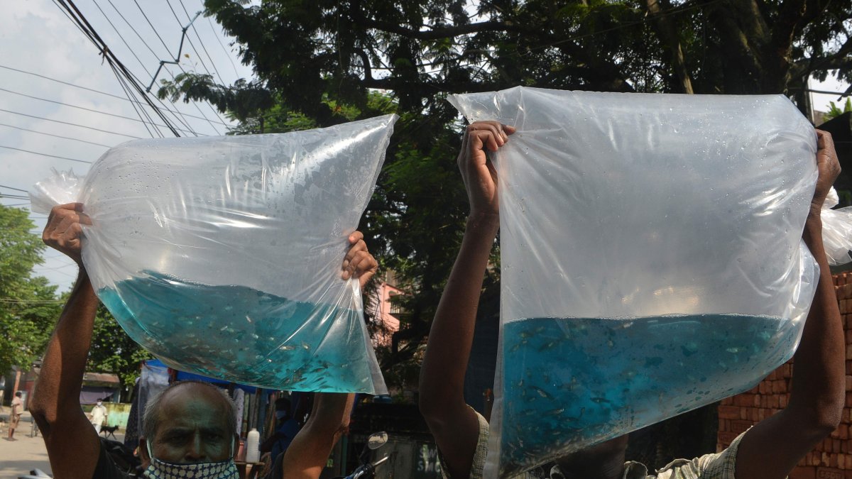 Siliguri (India). Trabajadores municipales sostienen en una bolsa de plástico peces de la variedad guppy, que se usa para comer larvas de mosquitos. Deben soltar las larvas en los desagües.