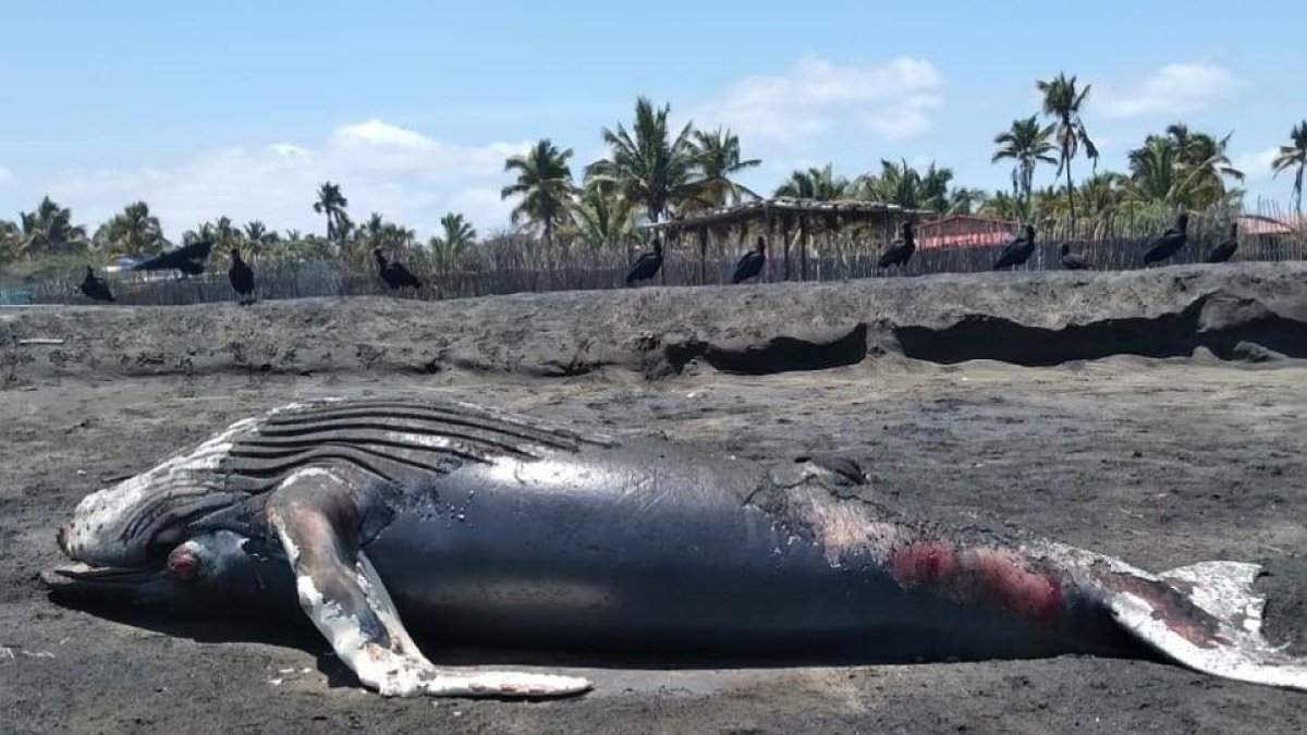 Un aspecto del ballenato varado. Afirman que no mide más de cinco metros.