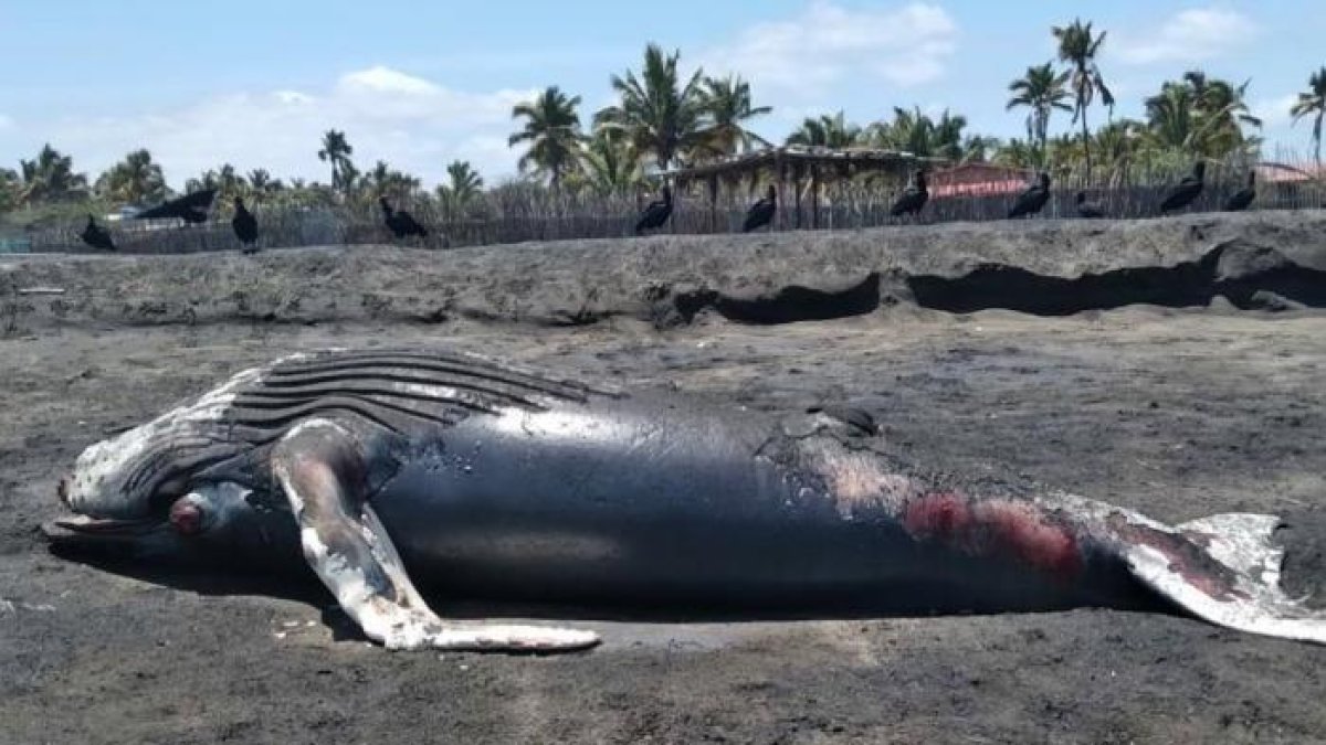 Hace dos días, el ballenato aterrizó muerto en la playa.