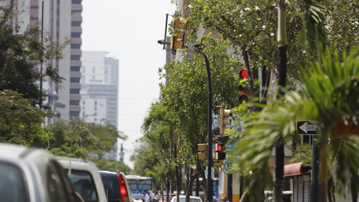 Avenida 9 de Octubre. Este es el panorama en varios tramos: semáforos, letreros y señales que no se ven a causa de la copa de los árboles o sus ramas.