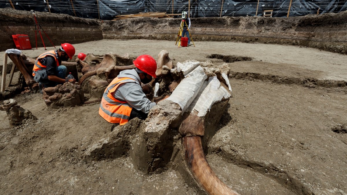 CIUDAD DE MÉXICO. Especialistas del Instituto Nacional de Antropología e Historia (INAH) trabajanen el sitio donde fueron hallados un número importante de restos de Mamut.
