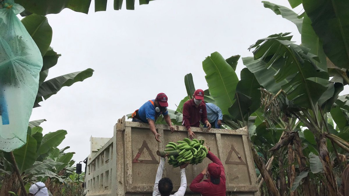 El Ministerio comenzó a comprar racimos.