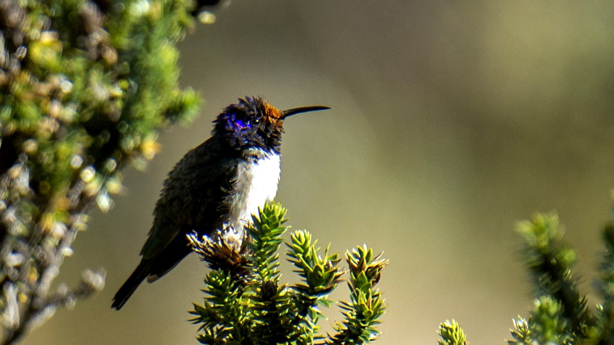 El Oreotrochilus chimborazo canta con una frecuencia fundamental de 13,4 kilohertzios (kHz) y alcanza notas de hasta 16 kHz.