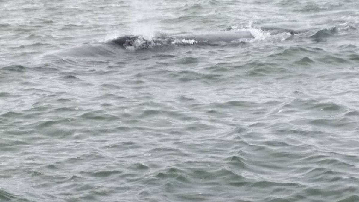 La ballena fue fotografiada por pescadores la tarde de este lunes 31 de agosto. Aún sigue en la zona.