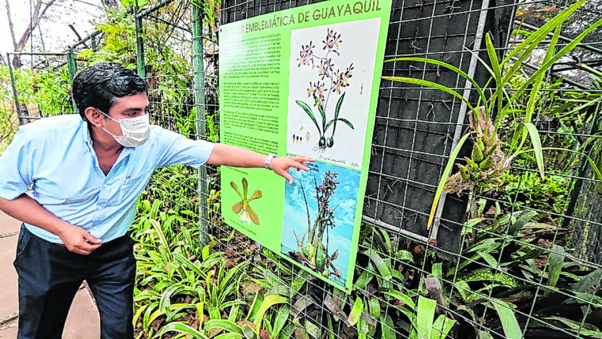 Flora. Boris Briones, director técnico del Jardín, muestra la orquídea que representa a Guayaquil.