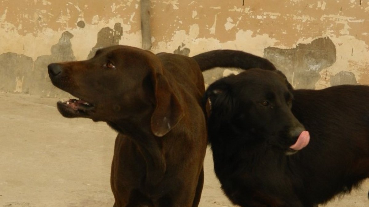 Brauni, el can de la izquierda es el can que salvó a la habitante. El dueño del can asegura que el perro es manso.