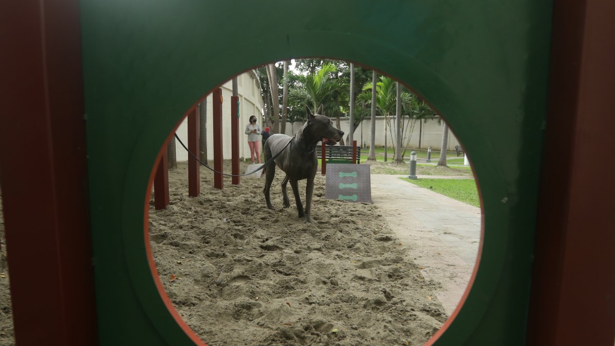 Alfonso, un gran danés, se ejercita en la cancha de agilidad de La Puntilla.