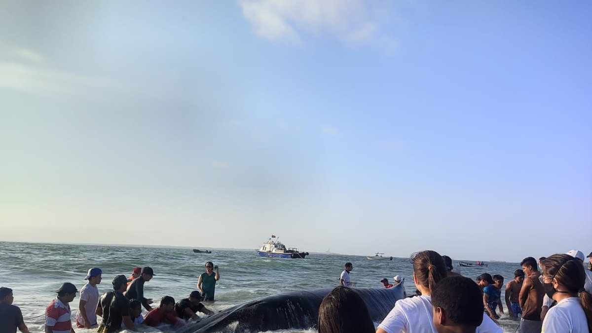 Comuneros lograron que el animal se retire de la playa de la isla.