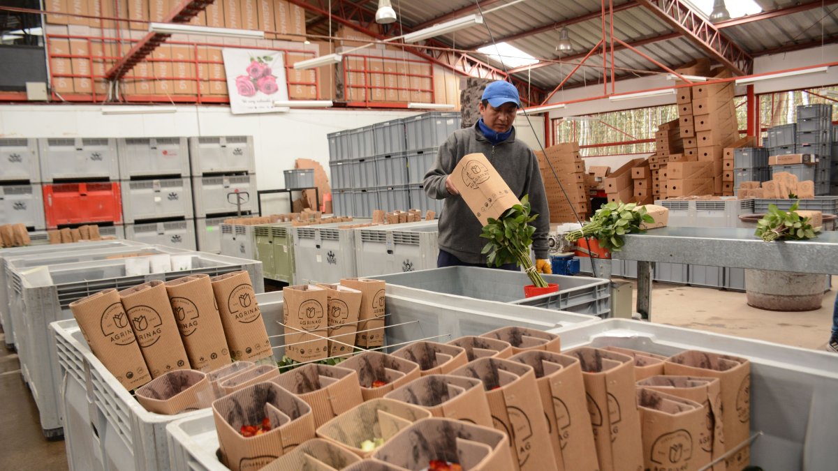 Las florícolas del país registran millonarias pérdidas tras la pandemia. Ahora esperan que EE.UU. concrete para el sector una ayuda arancelaria.