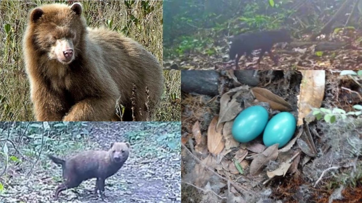 Hay varios animales que son difíciles de ver y registrar en lo extenso de bosques y junglas. Para eso están las cámaras ocultas.