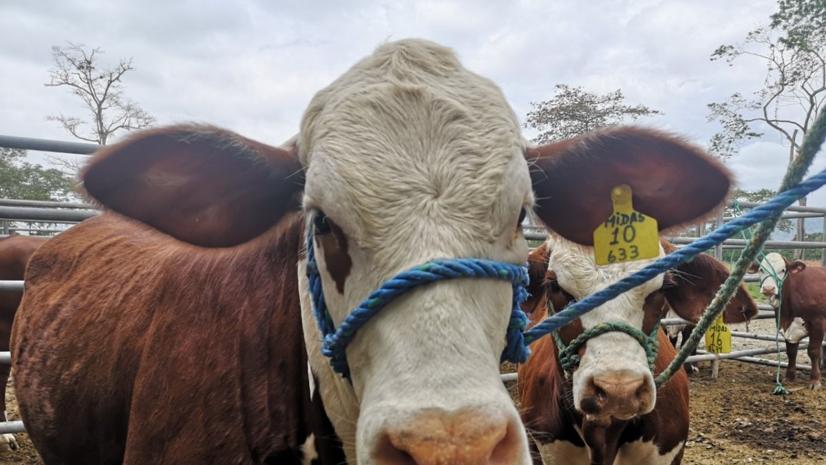 La ganadería siguió durante la pandemia.