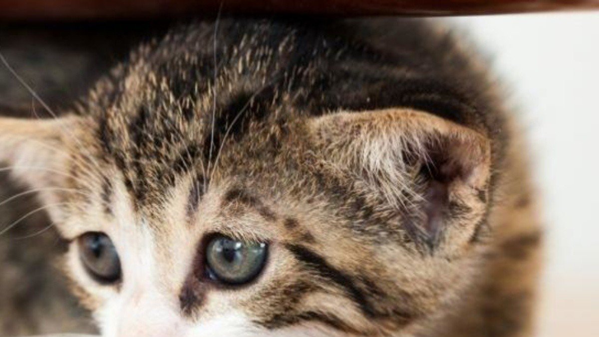 Foto referencial. El caso del gato maltratado quedó registrado en un video.