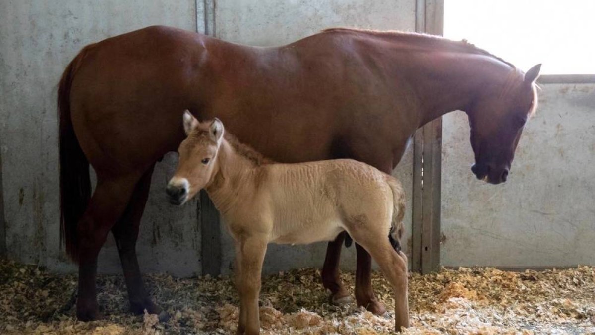 Kurt, el clon de caballo de Przewalski, al lado de su madre de alquiler.