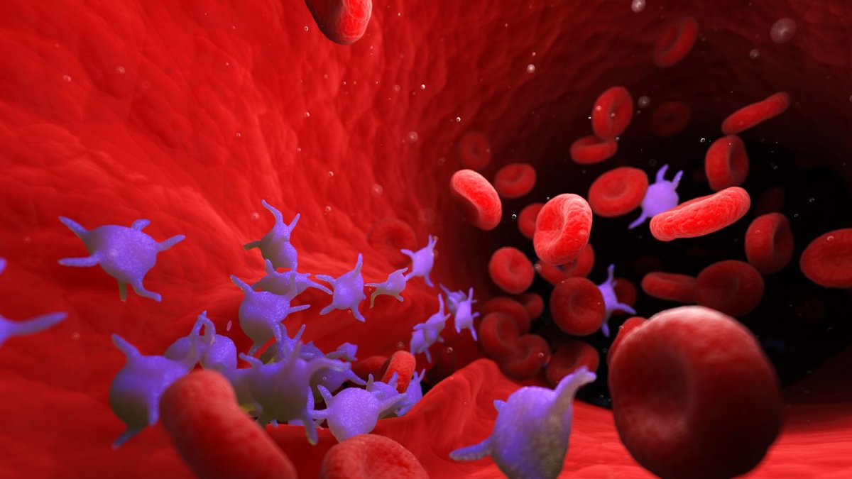 Cuando una persona contrae el covid-19, su cuerpo produce anticuerpos que se concentran en el plasma, la parte líquida de la sangre.