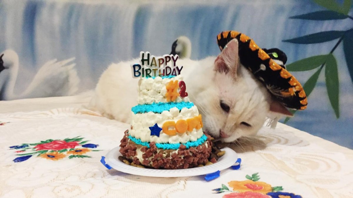Con su gorrito de charro, Copito fue agasajado por su familia gatuna.