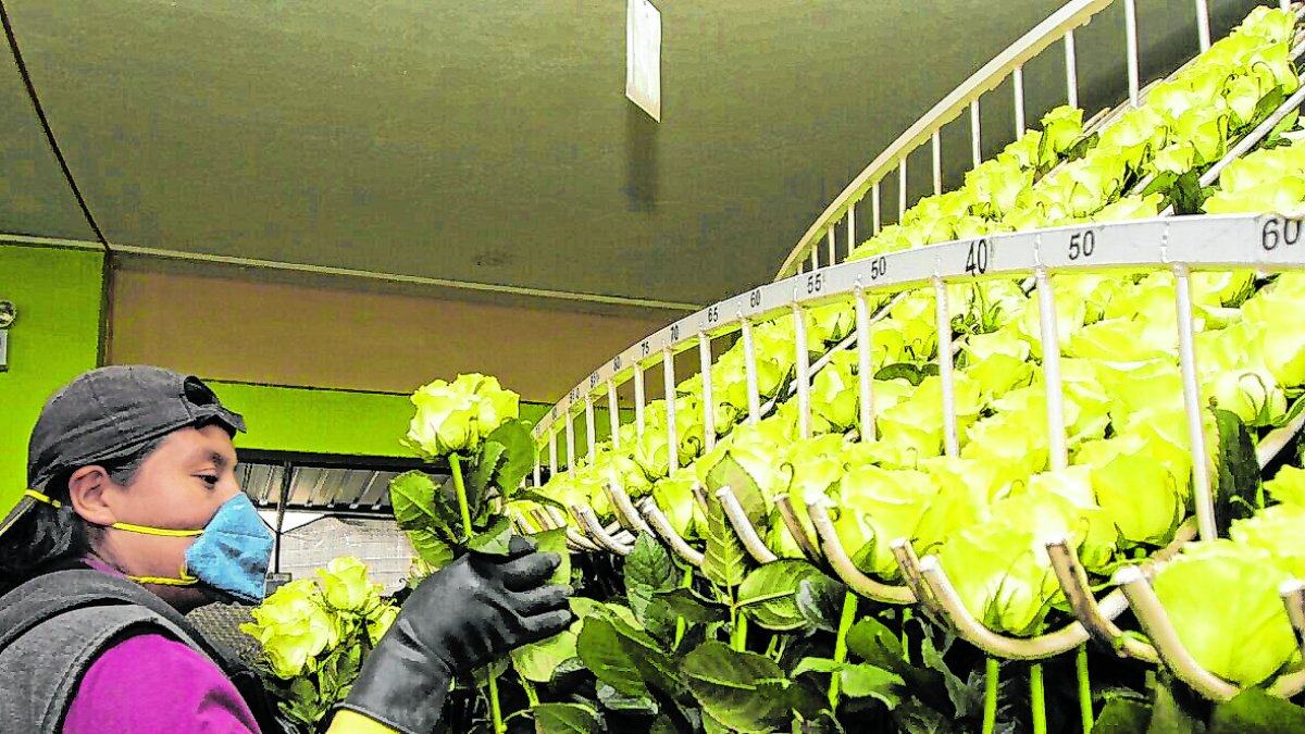 El sector florícola fue uno de los más afectados por la crisis de la pandemia de COVID-19.

En la doro Mercedes Chicaiza 

Quito 18 de Junio del 2015 . Angelo Chamba. (ag-extra ag-expreso ag-quito)