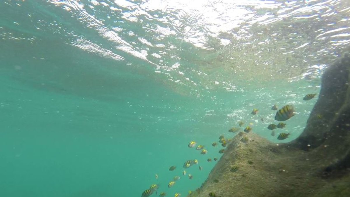 Los océanos absorben alrededor del 30% del dióxido de carbono presente en la atmósfera y al entrar en contacto con el agua del mar se produce este afectación.