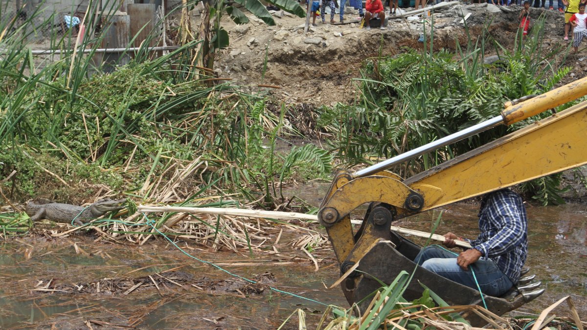 Rescate. Se utilizó maquinarias para retirar a las tortugas y al caimán.