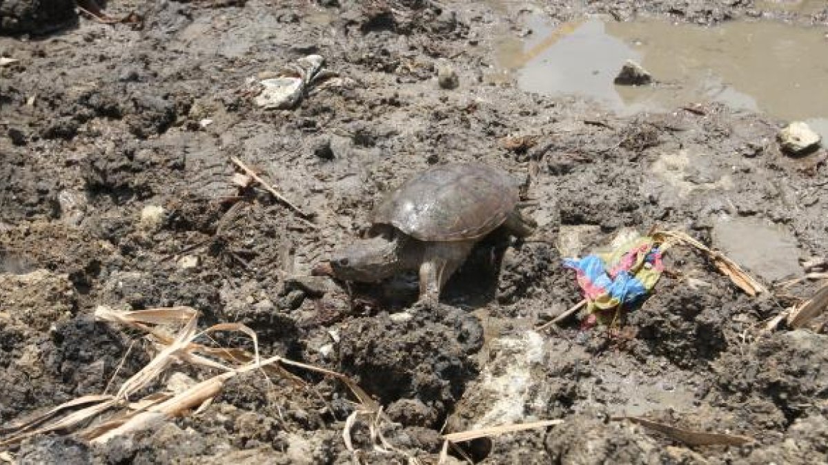 Esta tortuga mordedora también fue llevada a Parque Lago.