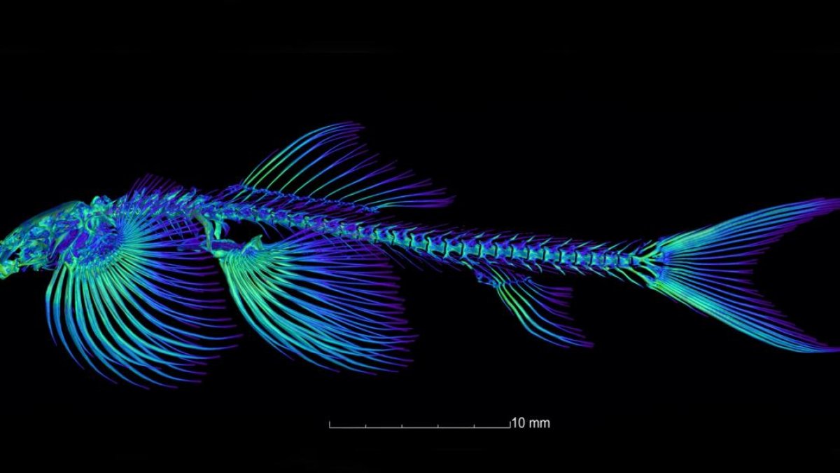 Imagen de la estructura esquelética de la Cryptotora thamicola.