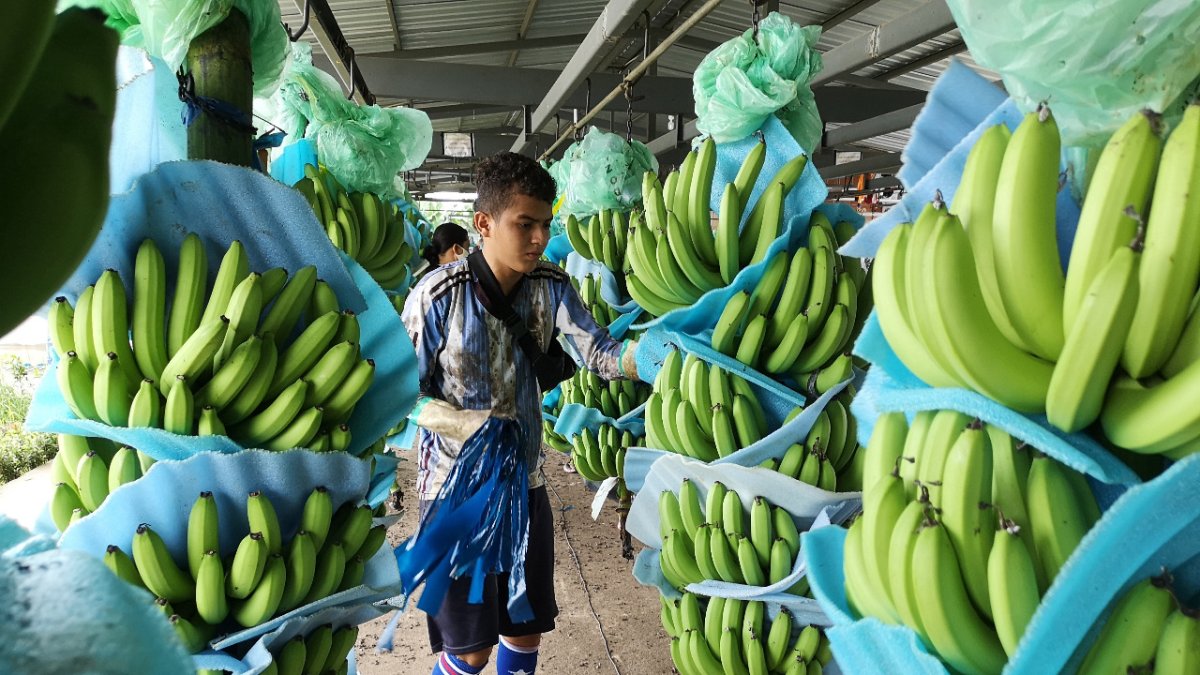 El banano representó importantes ingresos para el país en medio de la pandemia.