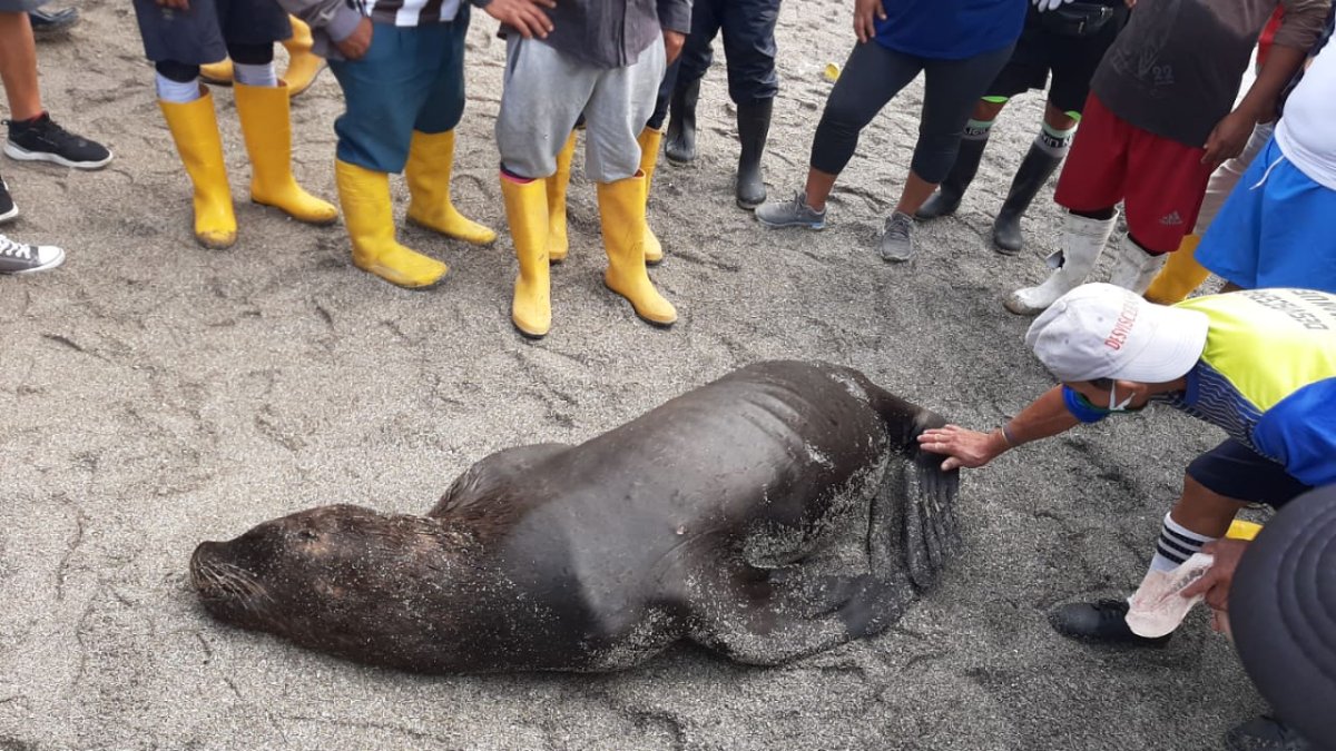 El lobo marino apareció esta mañana en el puerto pesquero de Santa Rosa.