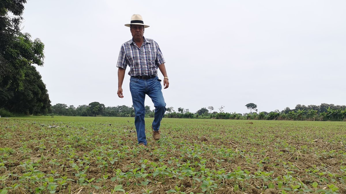 La siembra de soja se ha reducido.